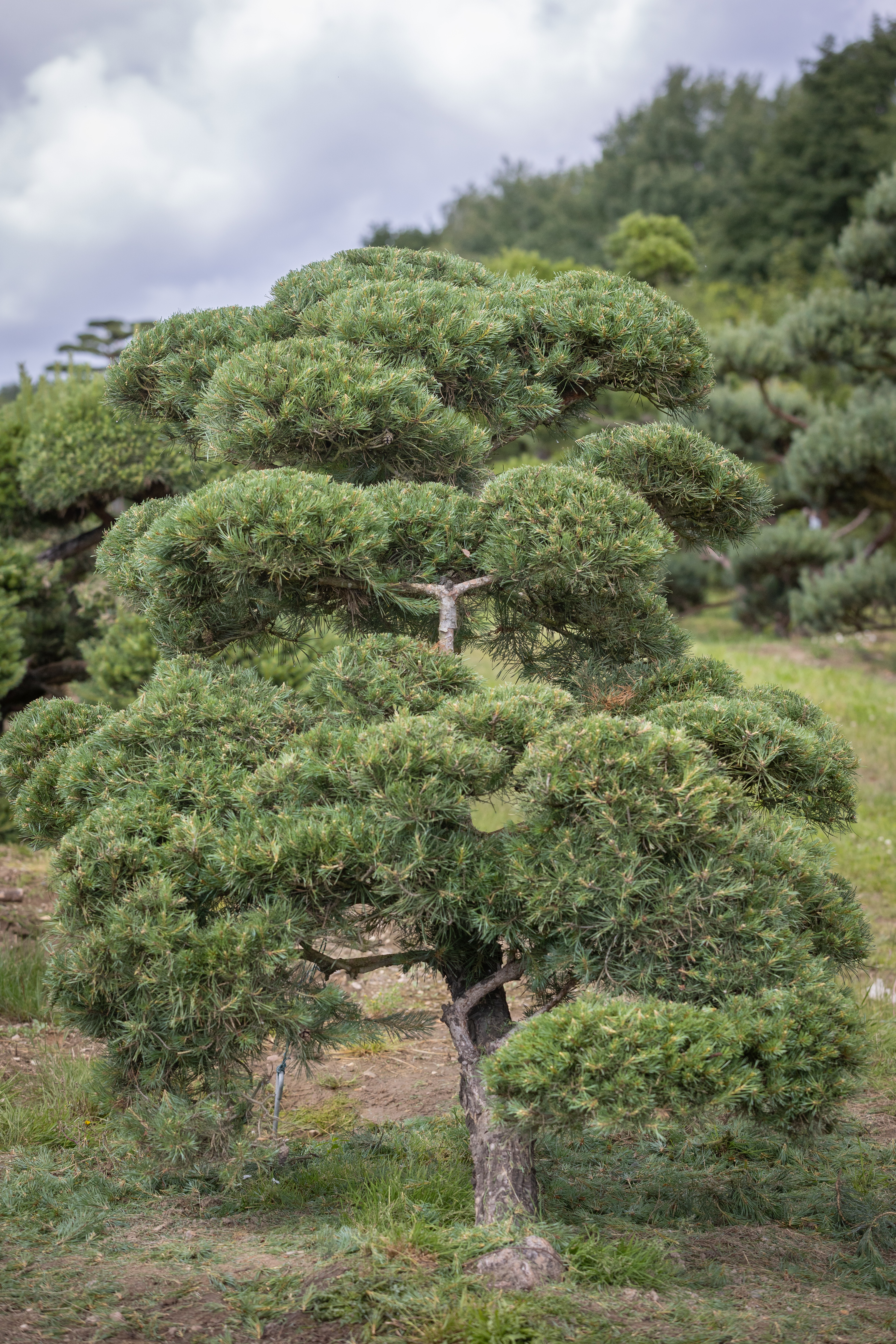 Pinus sylvestris Windswept Bonsai Pinus sylvestris Windflüchter Bonsai