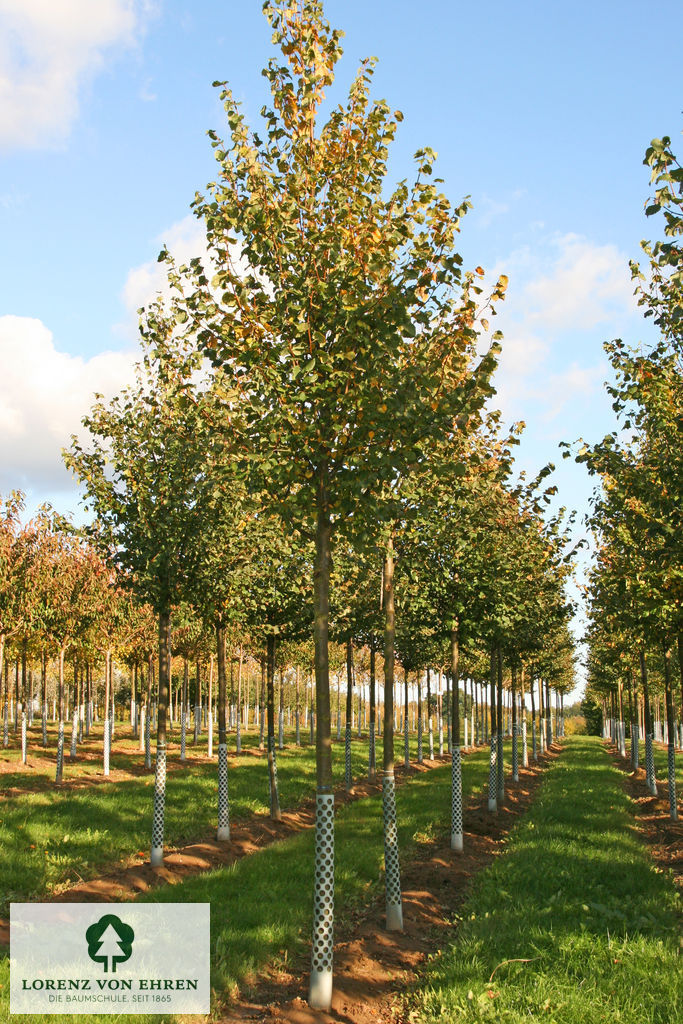 Tilia cordata 'Erecta'