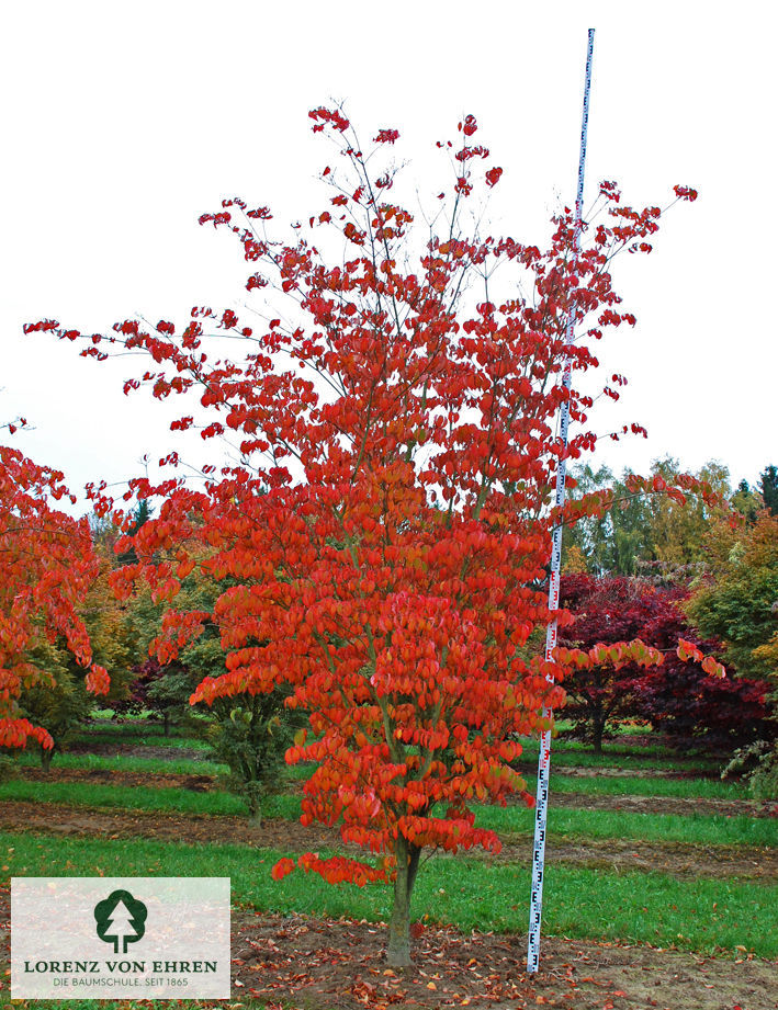 Cornus kousa chinensis