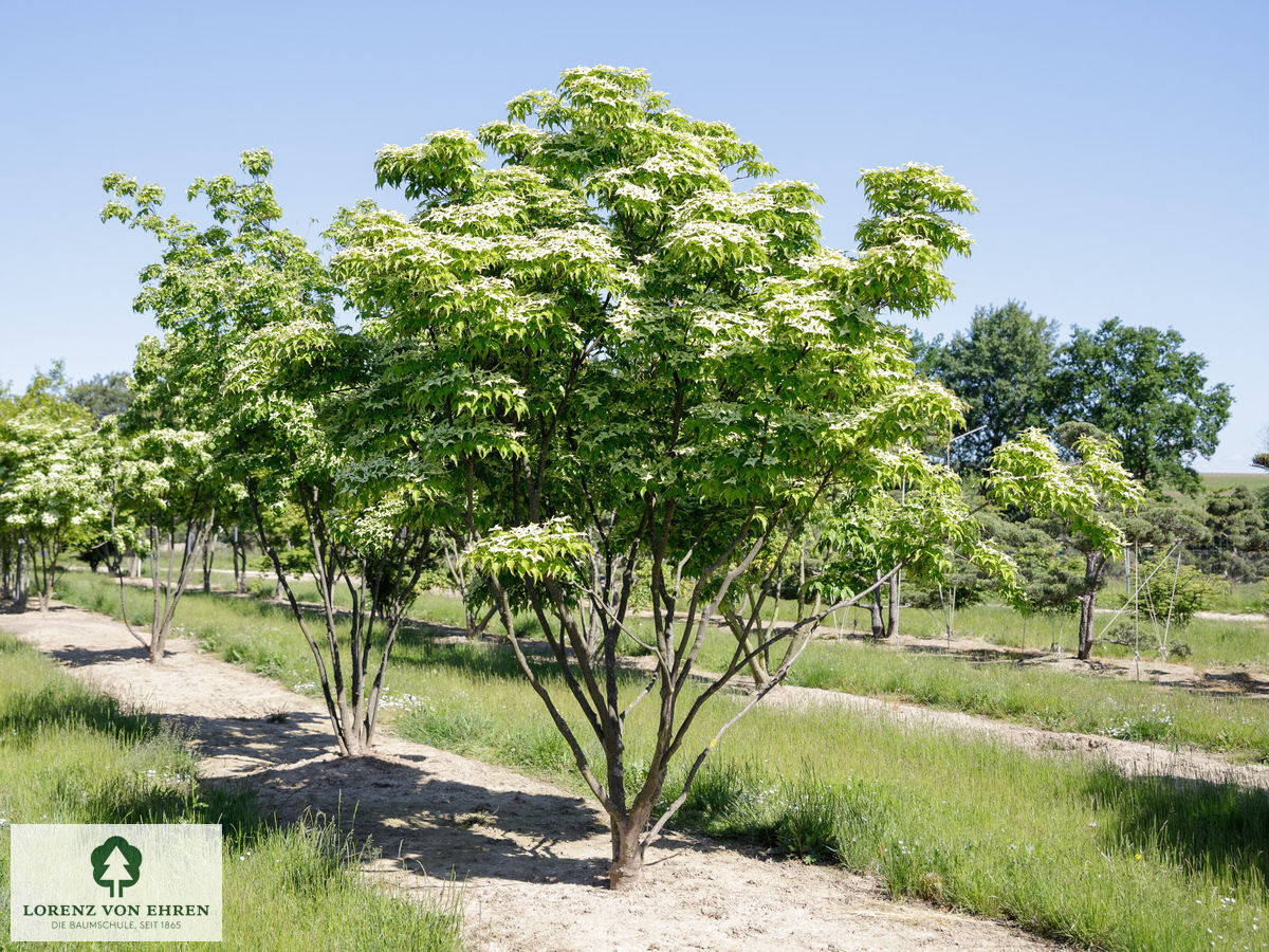 Cornus kousa