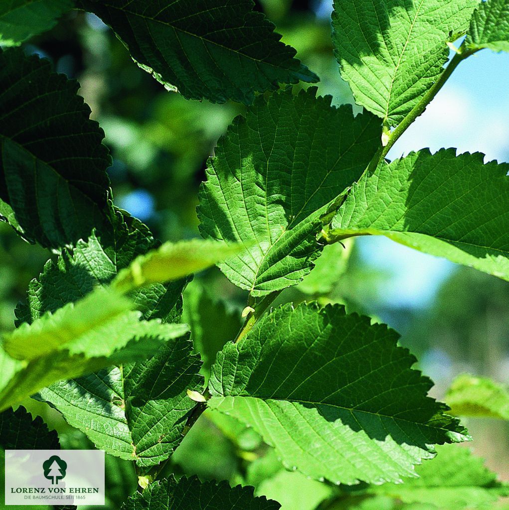 Ulmus hollandica 'Commelin'