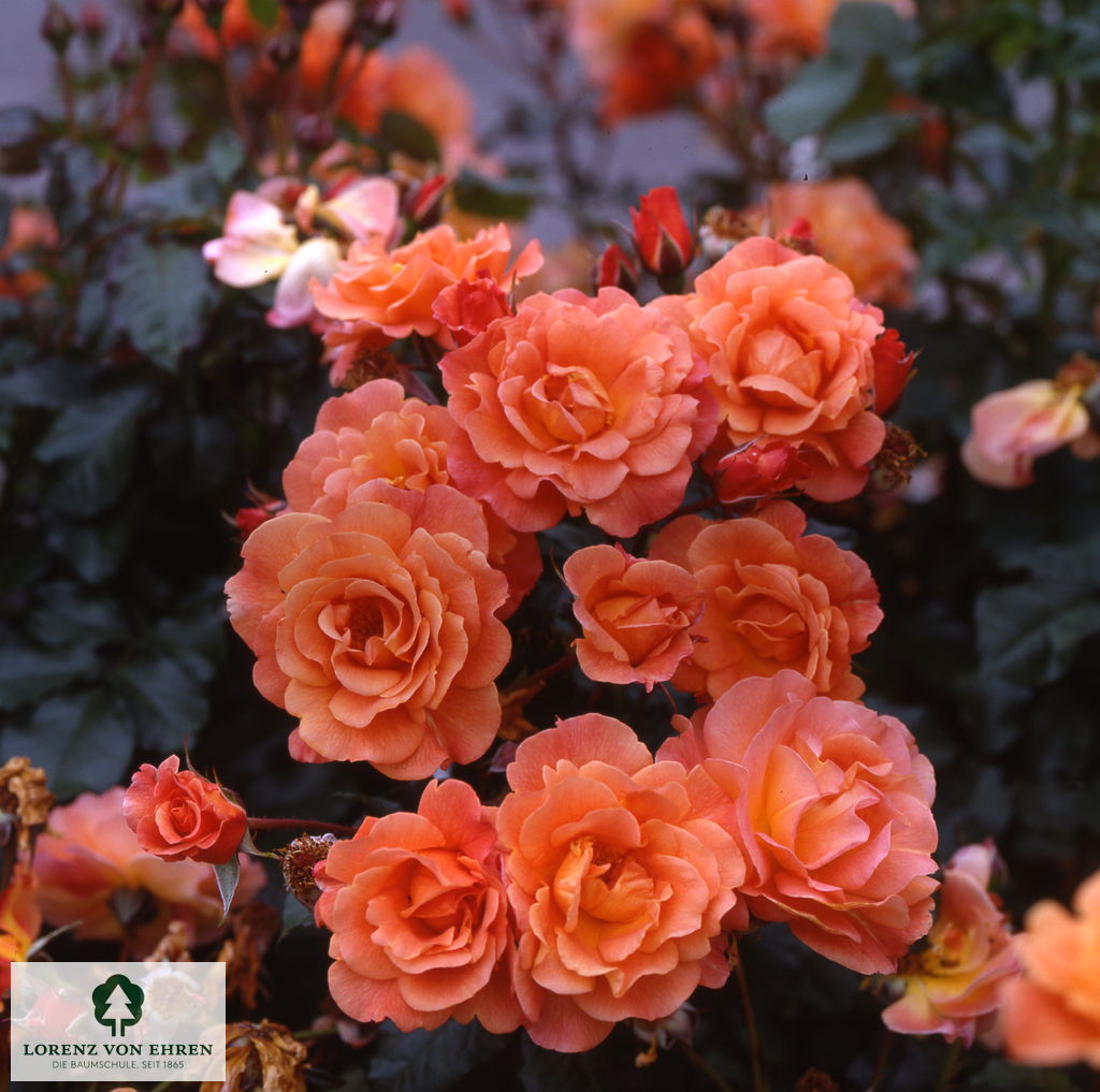 Rosa 'Westerland'