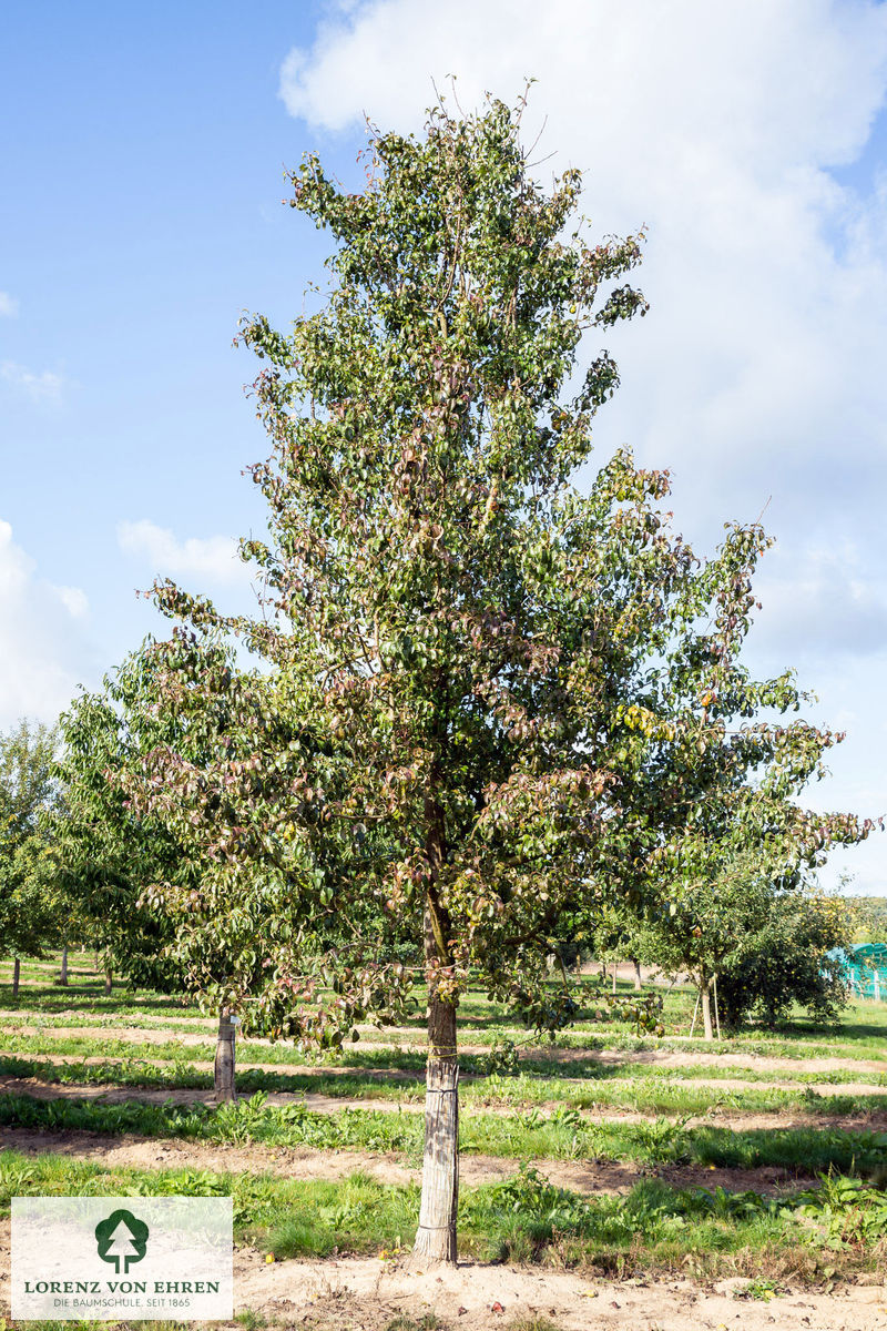 Pyrus communis 'Gute Graue'