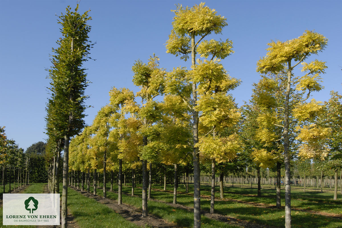 Fraxinus excelsior 'Jaspidea'