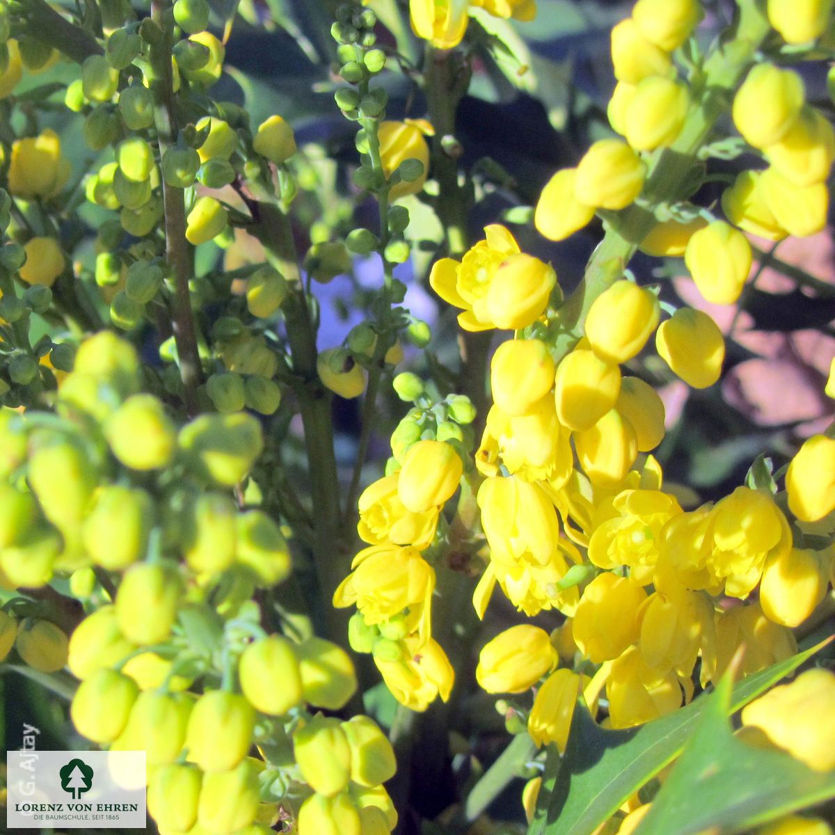 Mahonia media 'Winter Sun'