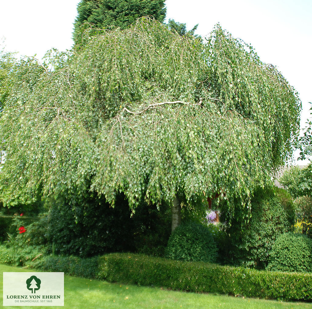 Betula pendula 'Youngii'