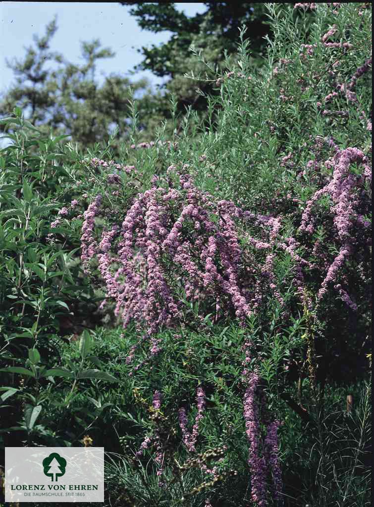 Buddleja alternifolia