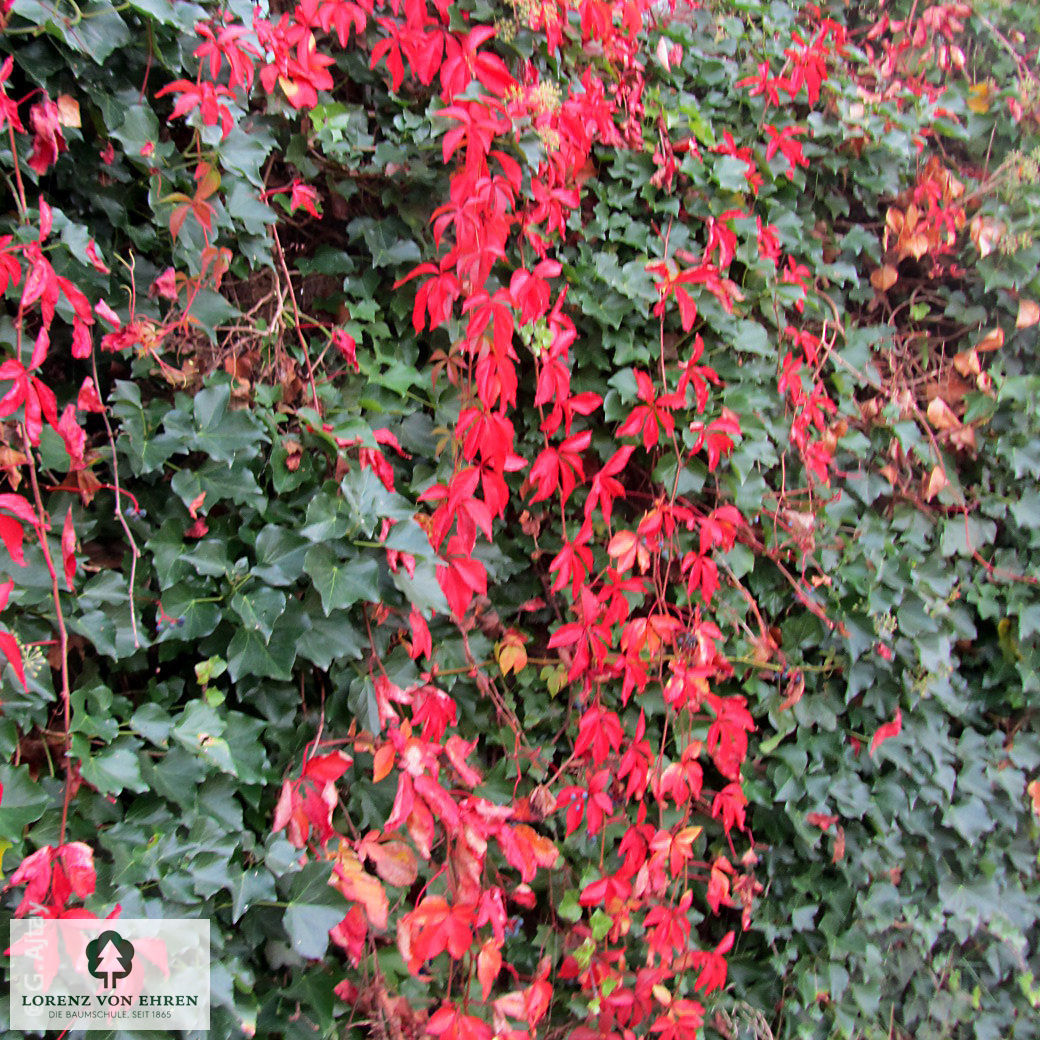 Parthenocissus quinquefolia 'Engelmannii'