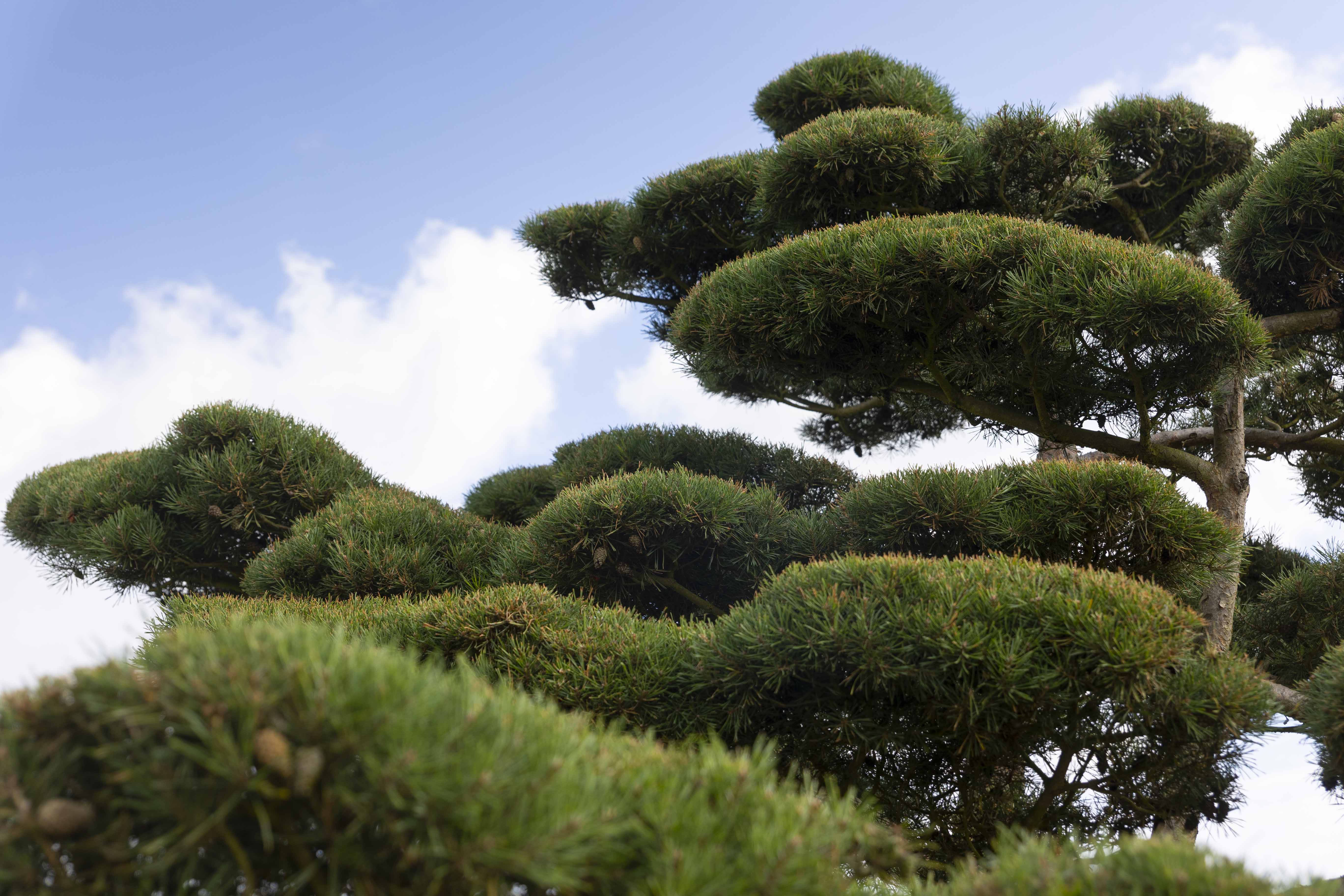 Pinus sylvestris 'Norske Typ' Unikat