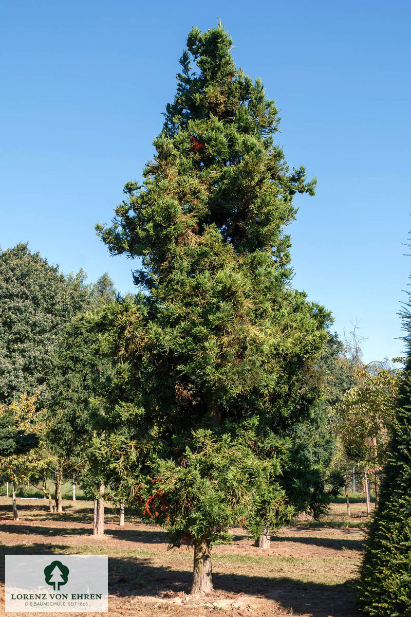 Cryptomeria japonica 'Cristata'