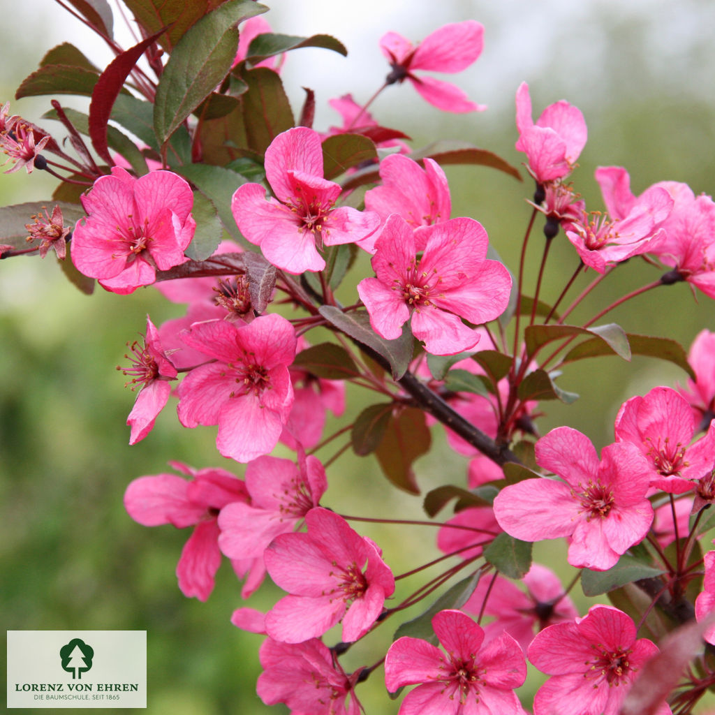 Malus 'Cardinal'