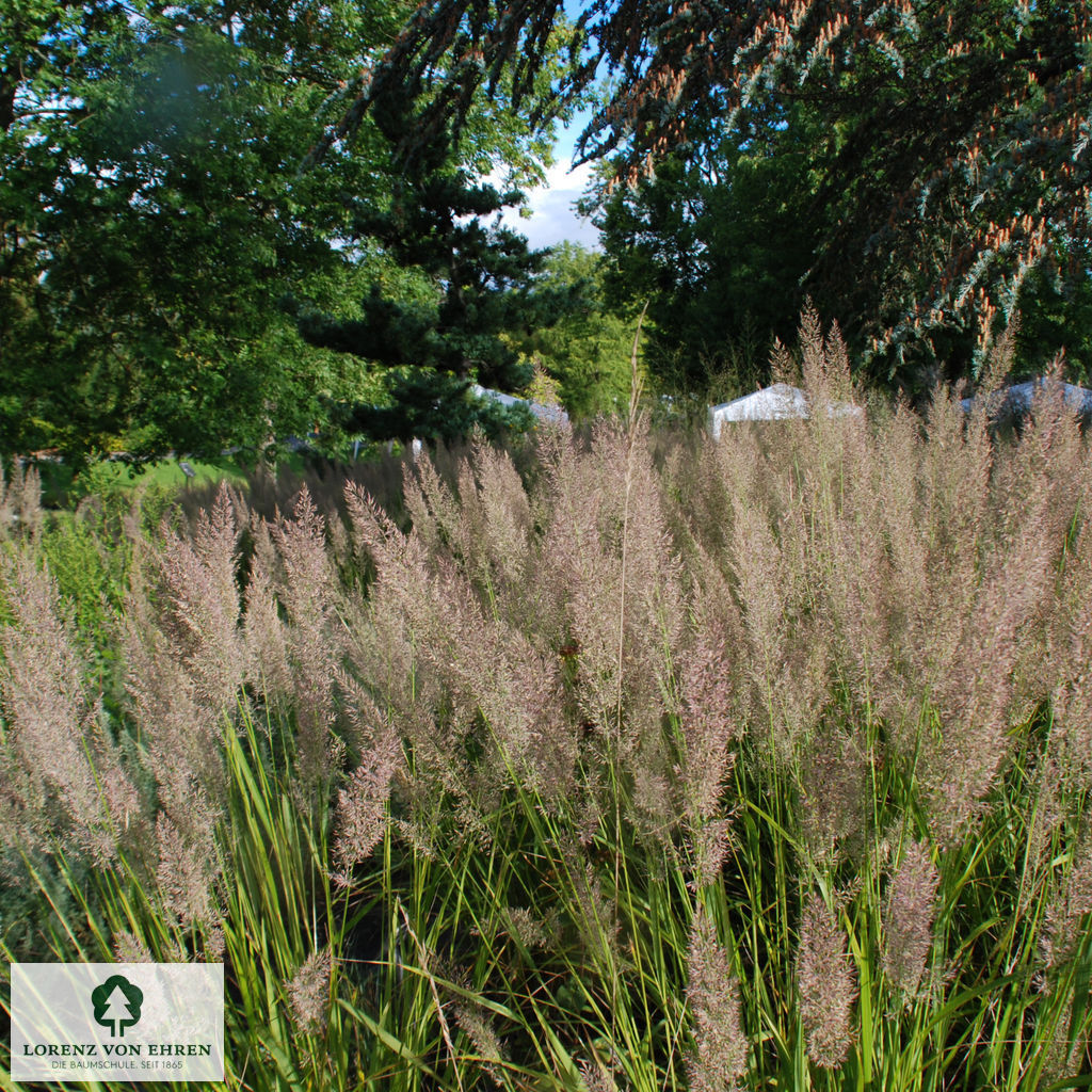 Calamagrostis brachytricha