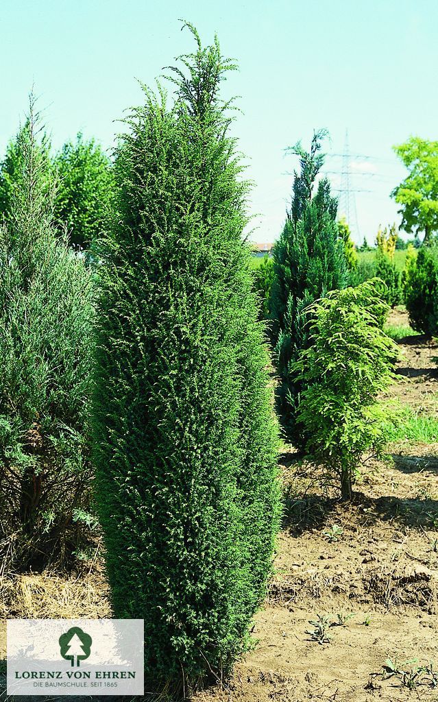 Juniperus communis 'Suecica'