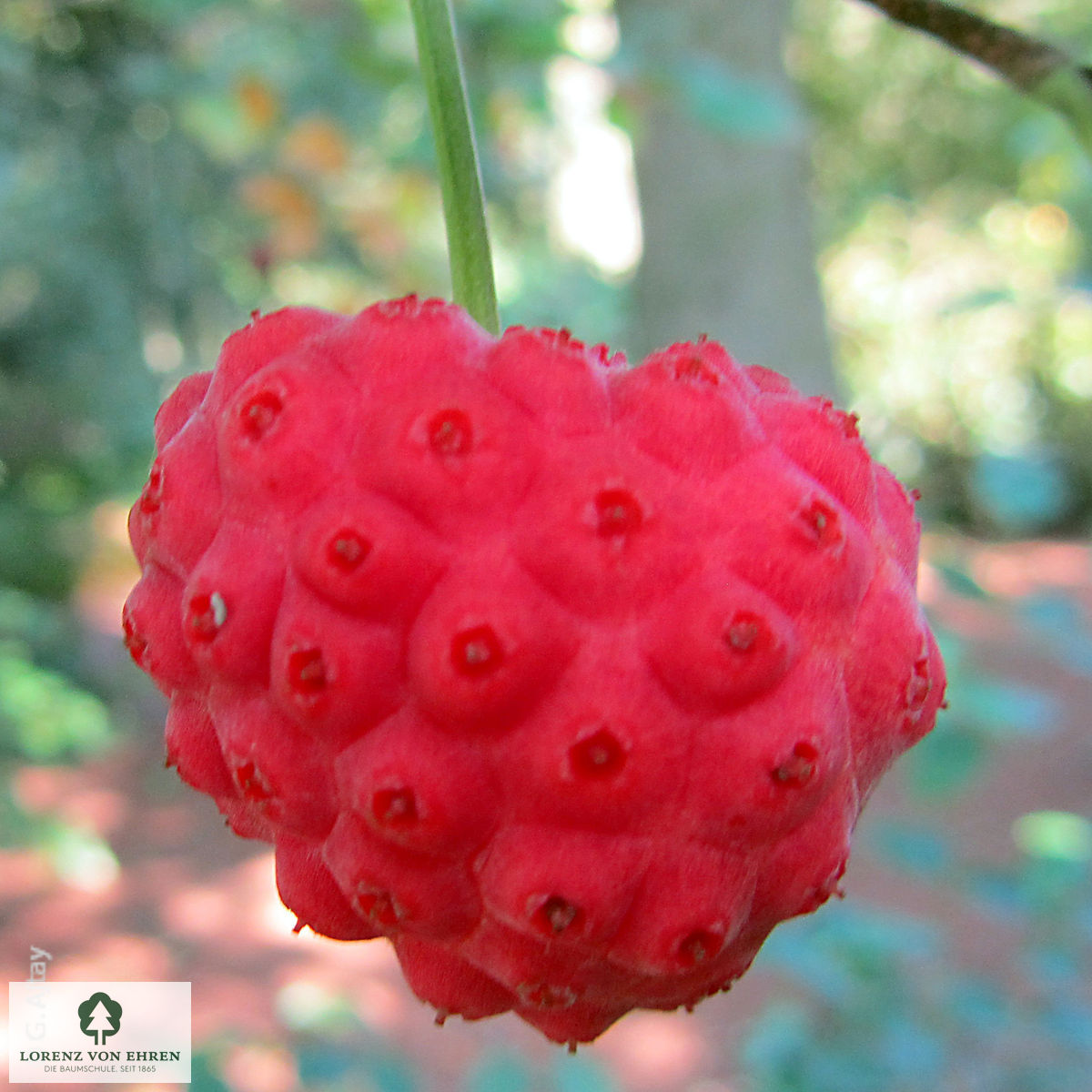 Cornus kousa 'China Girl'