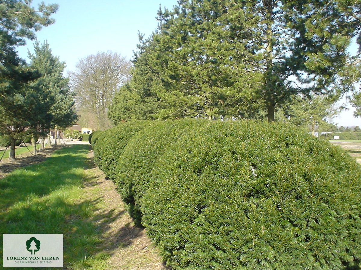 Taxus media 'Farmen'