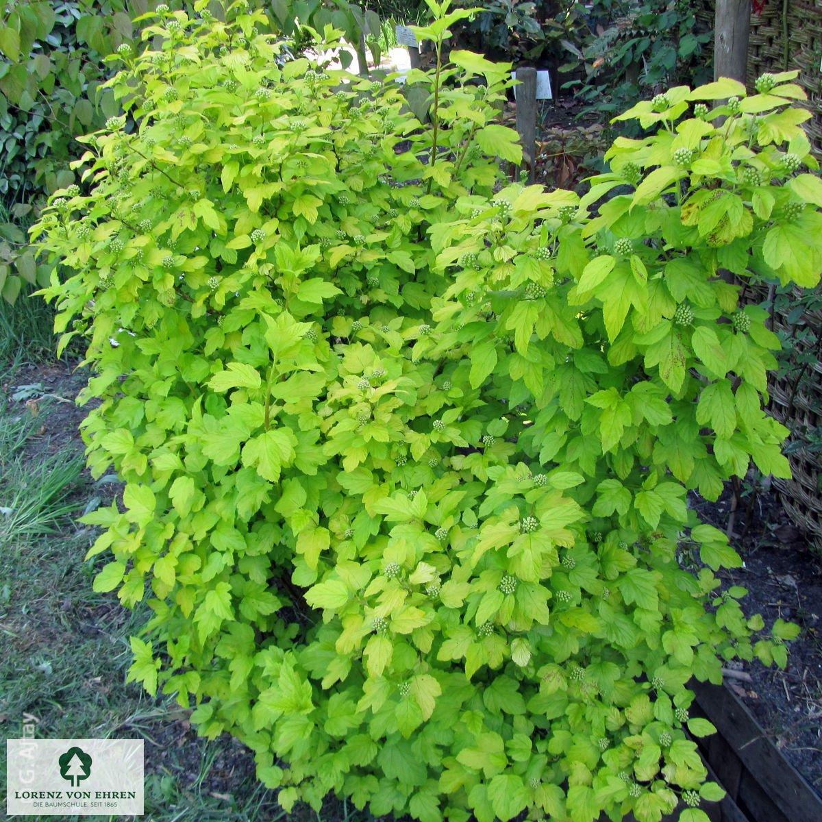 Image of Physocarpus darts gold shrub in park setting