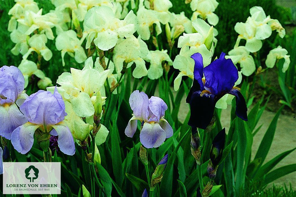 Iris 'Lovely Again'