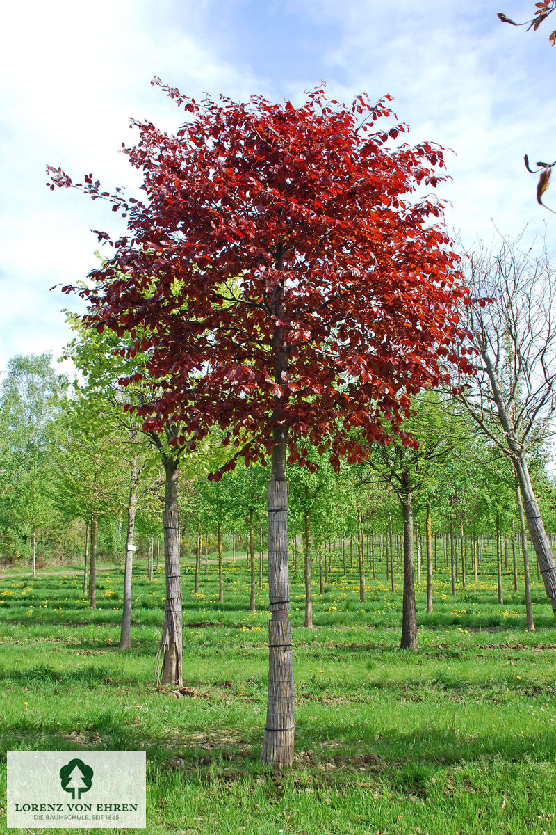 Fagus sylvatica purpurea