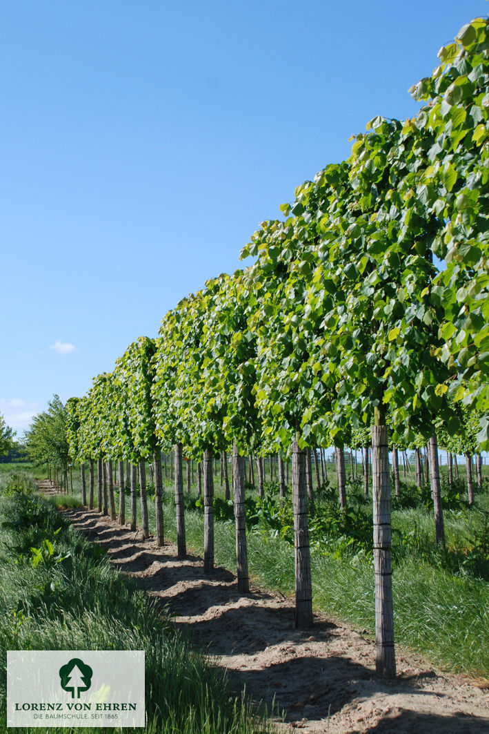 Tilia europaea 'Pallida'