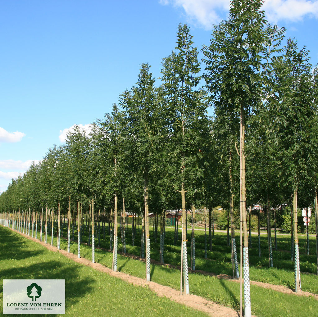 Fraxinus excelsior 'Westhof's Glorie'