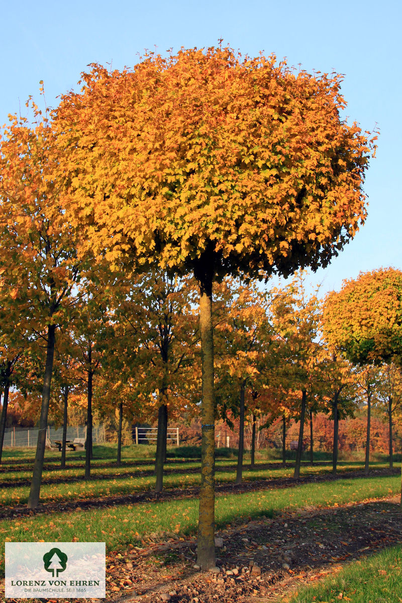 Acer campestre 'Nanum'