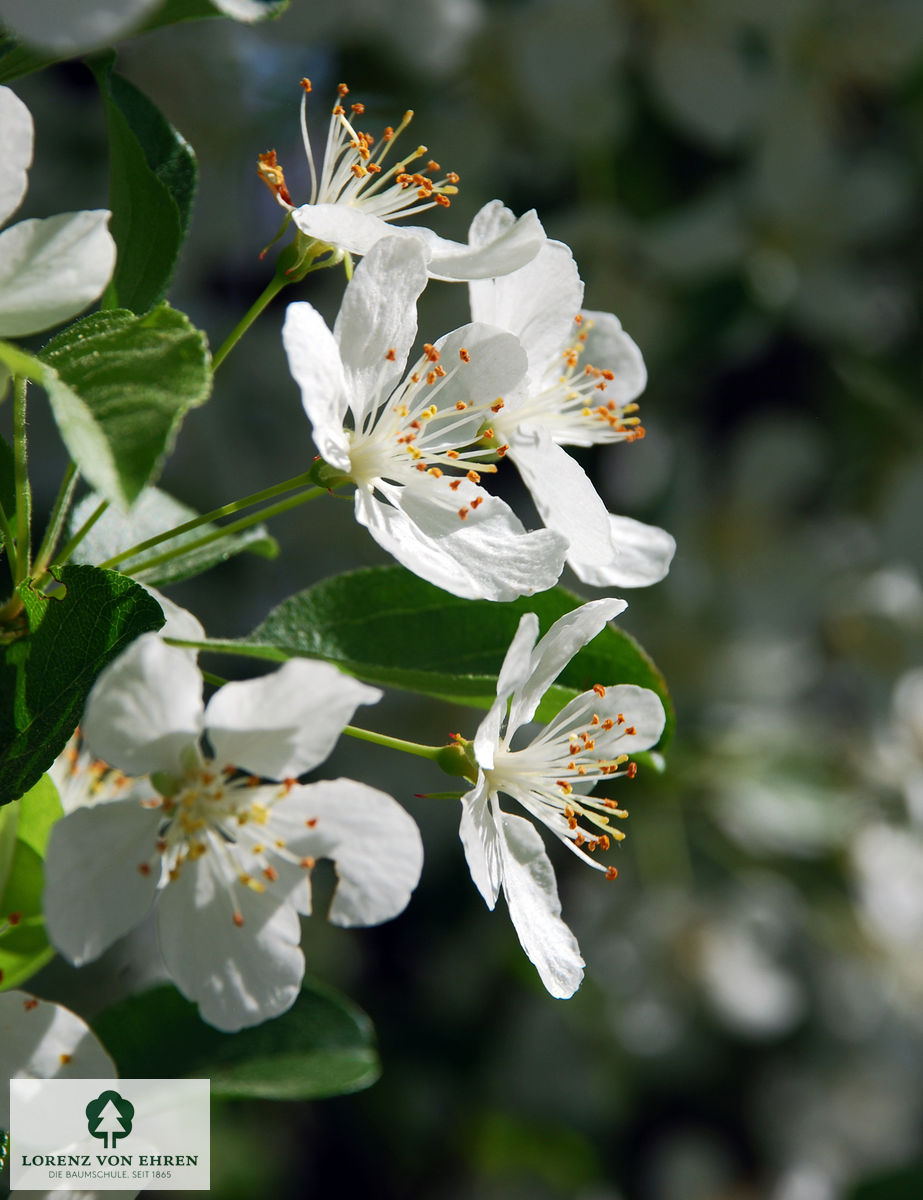 Malus 'Red Jewel'