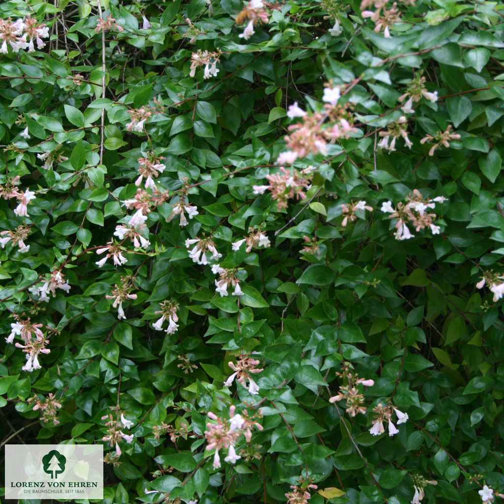 Abelia grandiflora