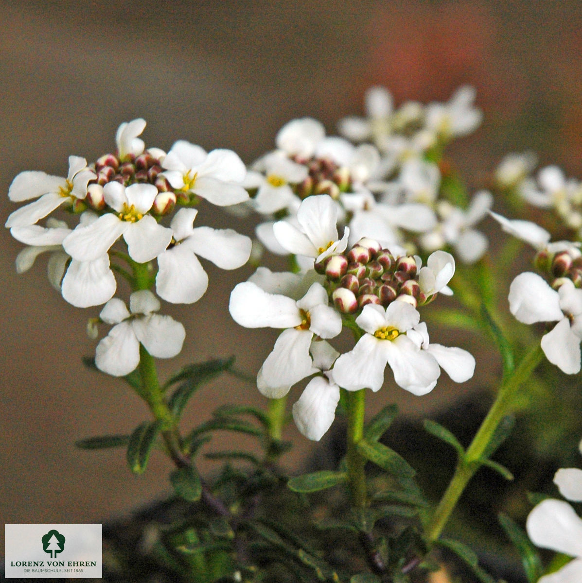 Iberis sempervirens 'Findel'