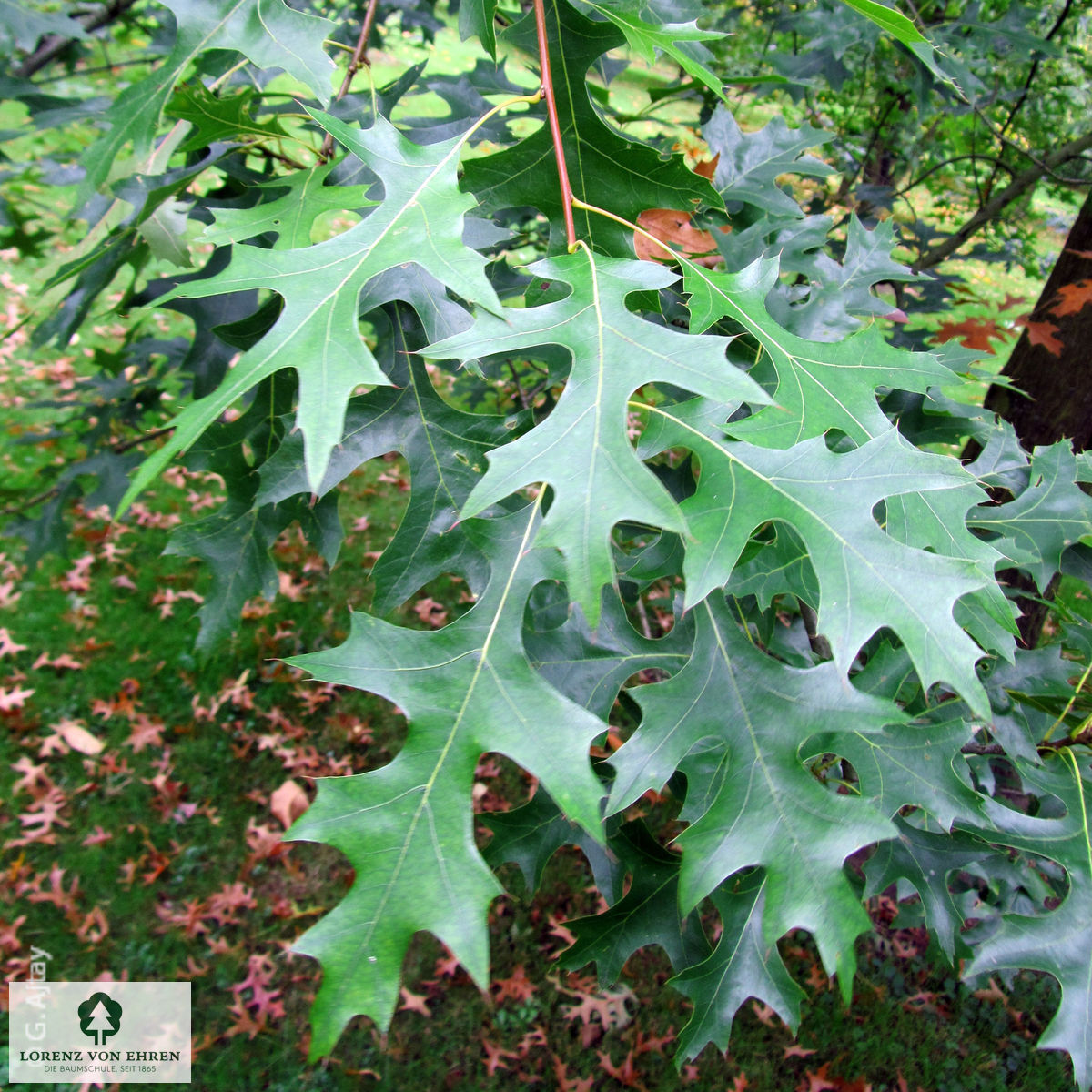 Quercus coccinea