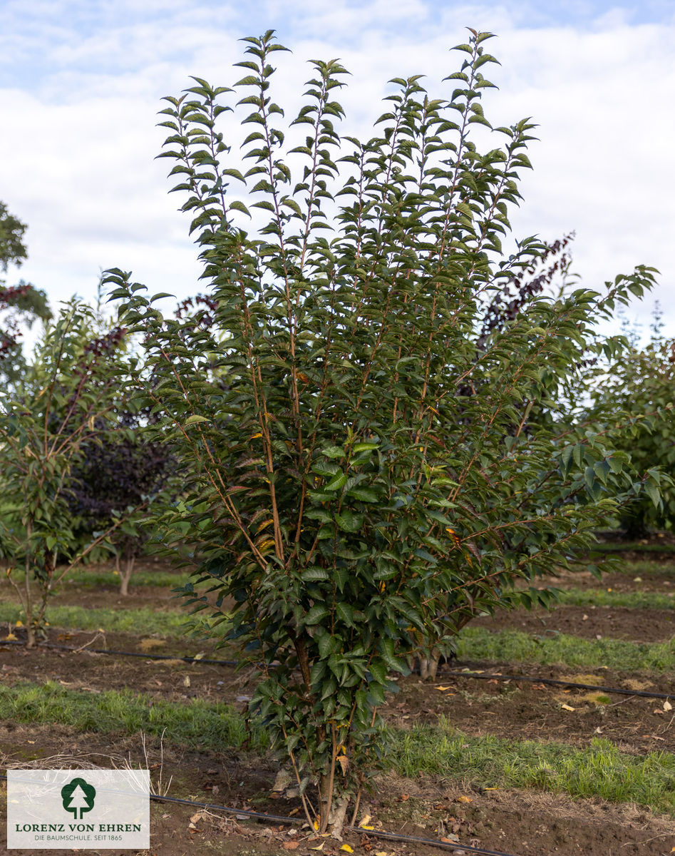 Prunus 'Umineko'