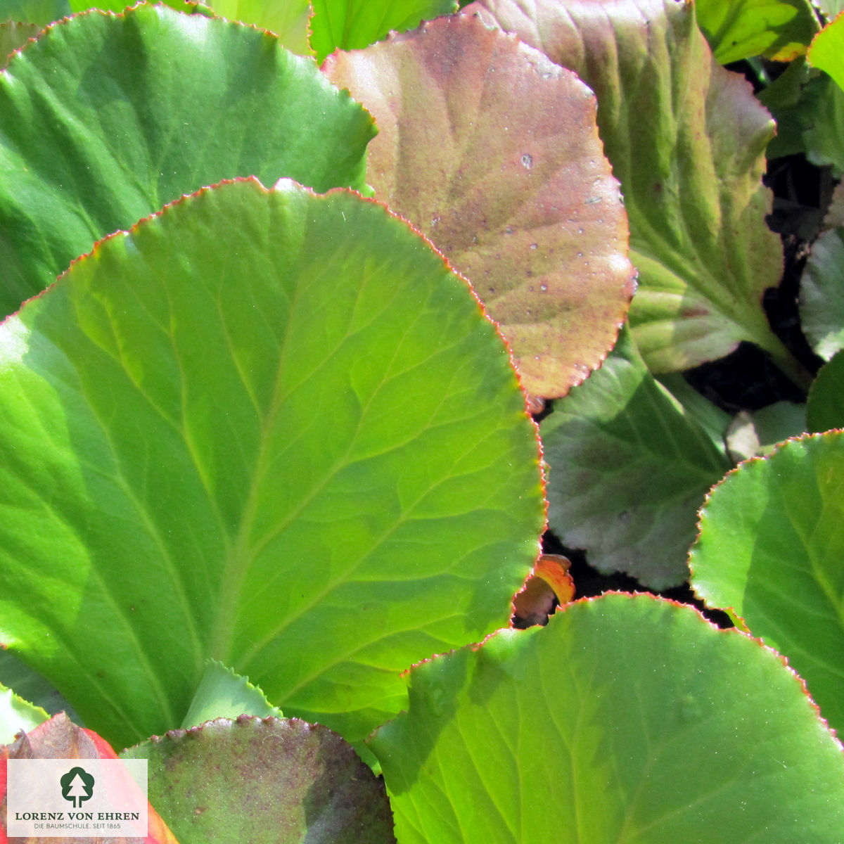 Bergenia cordifolia 'Herbstblüte'