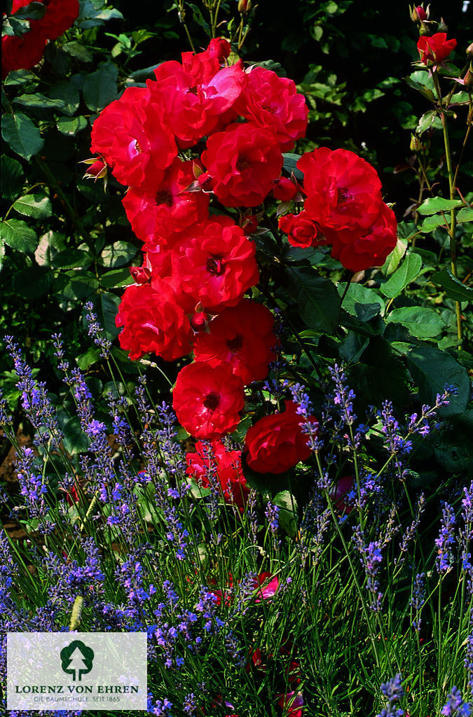 Rosa 'Montana'