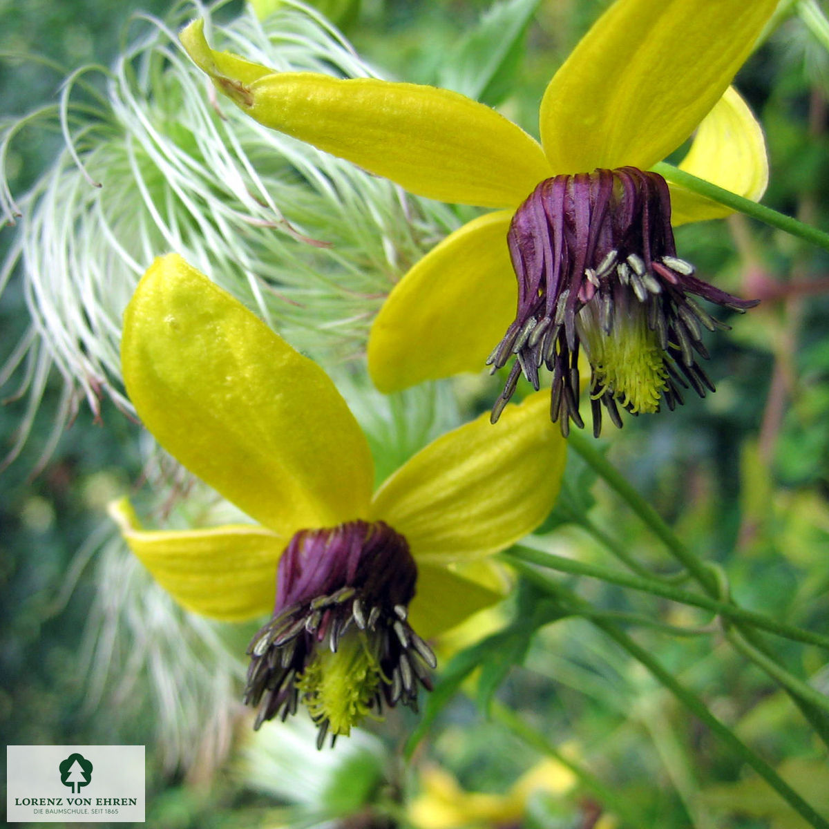 Clematis orientalis 'Golden Tiara'