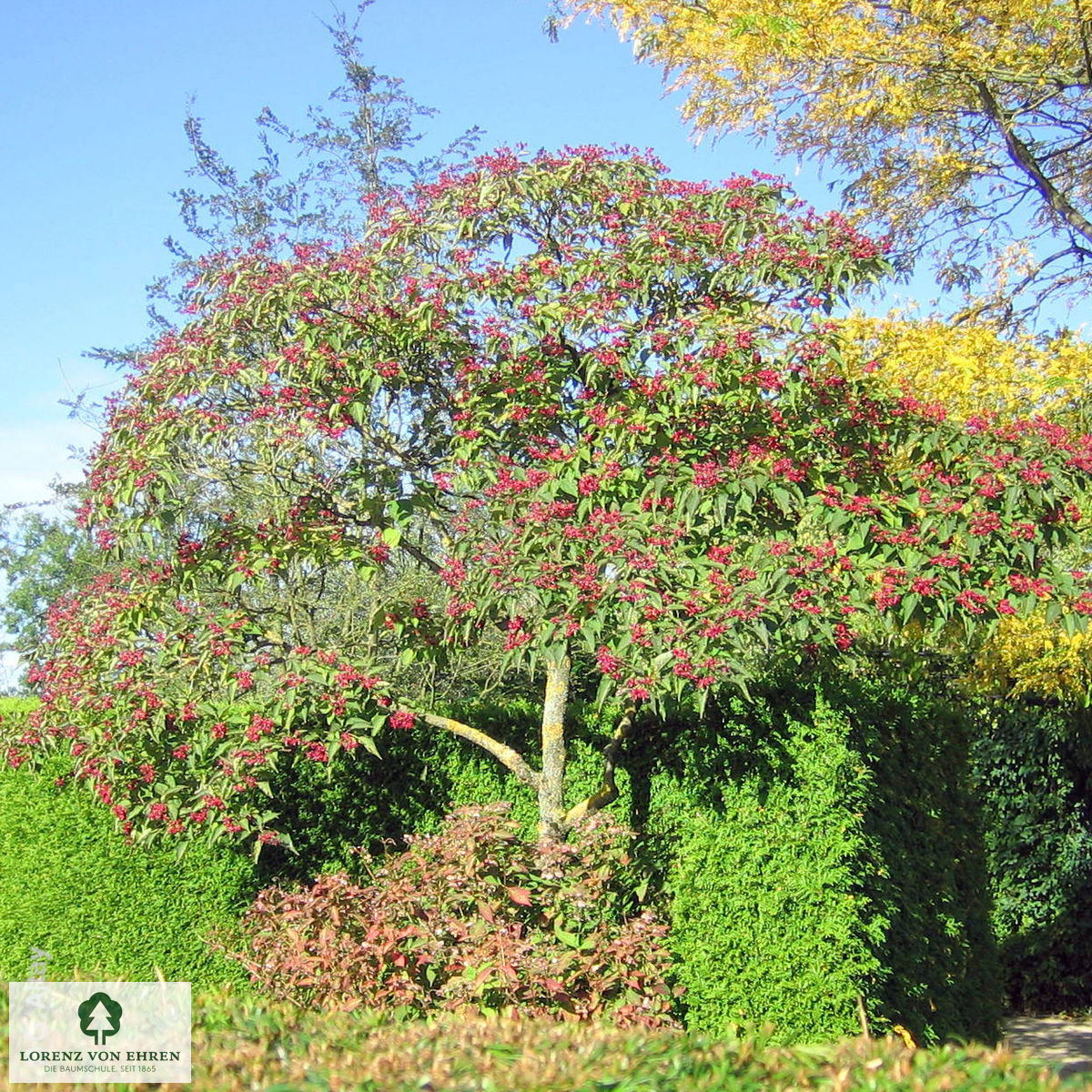 Clerodendrum trichotomum fargesii