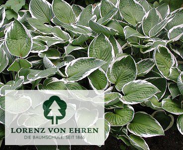 Hosta 'Undulata Albomarginata'