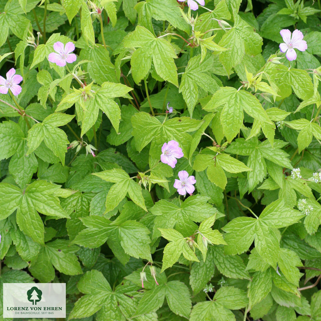 Geranium nodosum