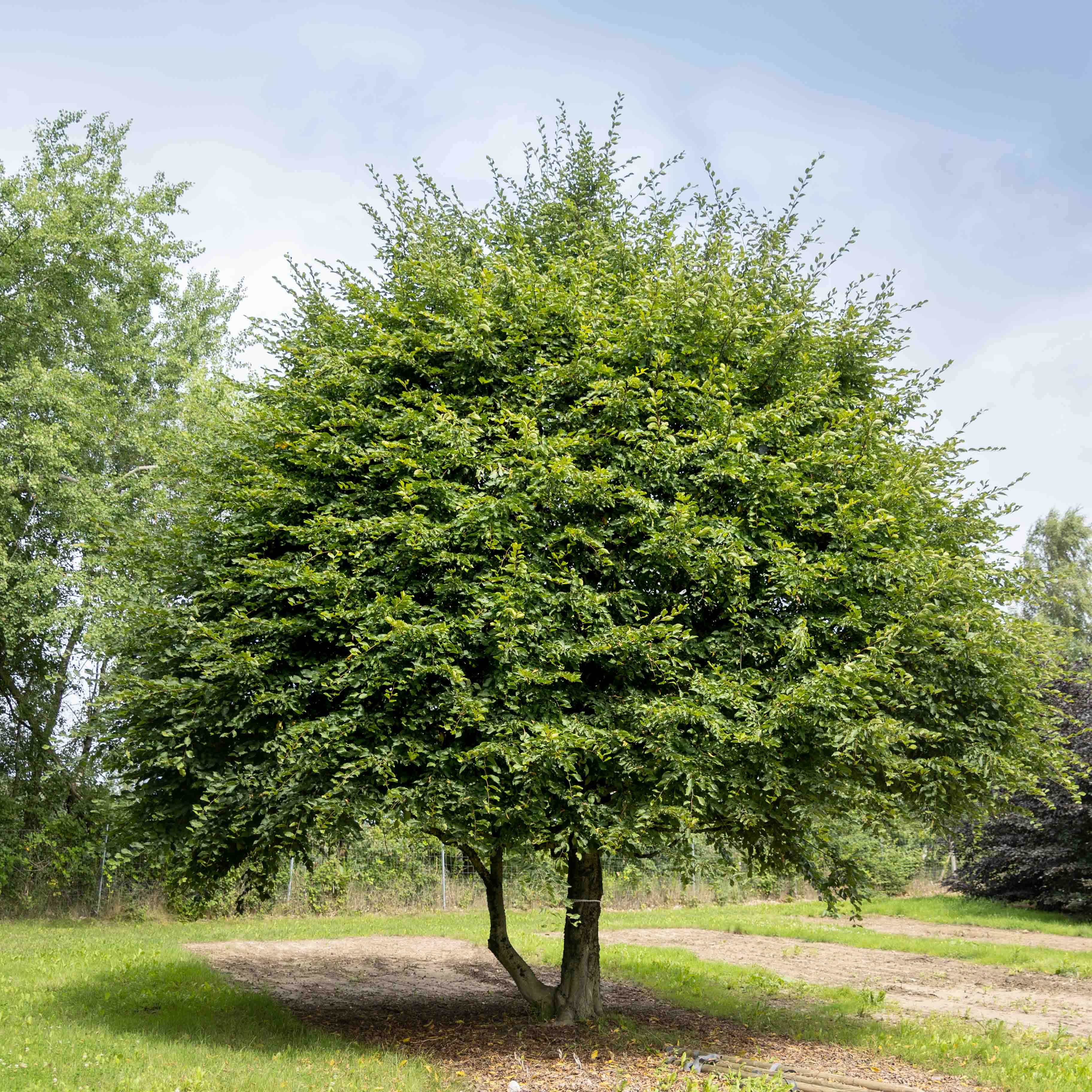 Ein schirmförmiger Baum im Sommer