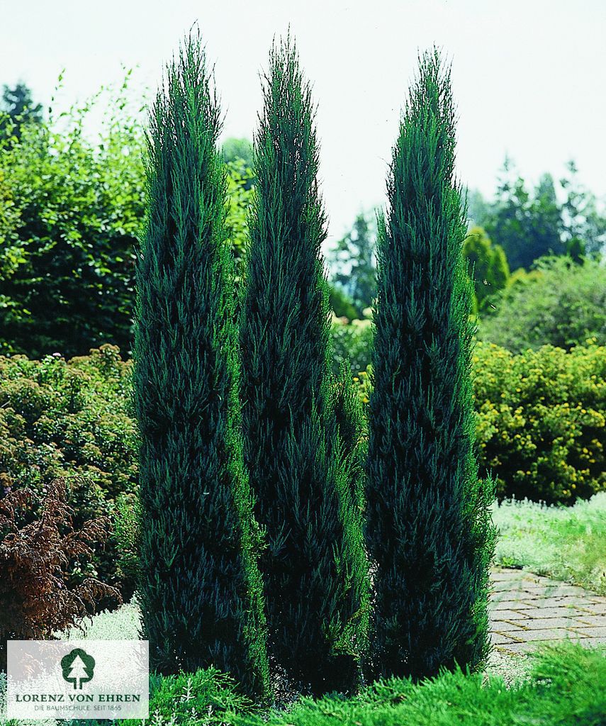 Juniperus scopulorum 'Blue Arrow'