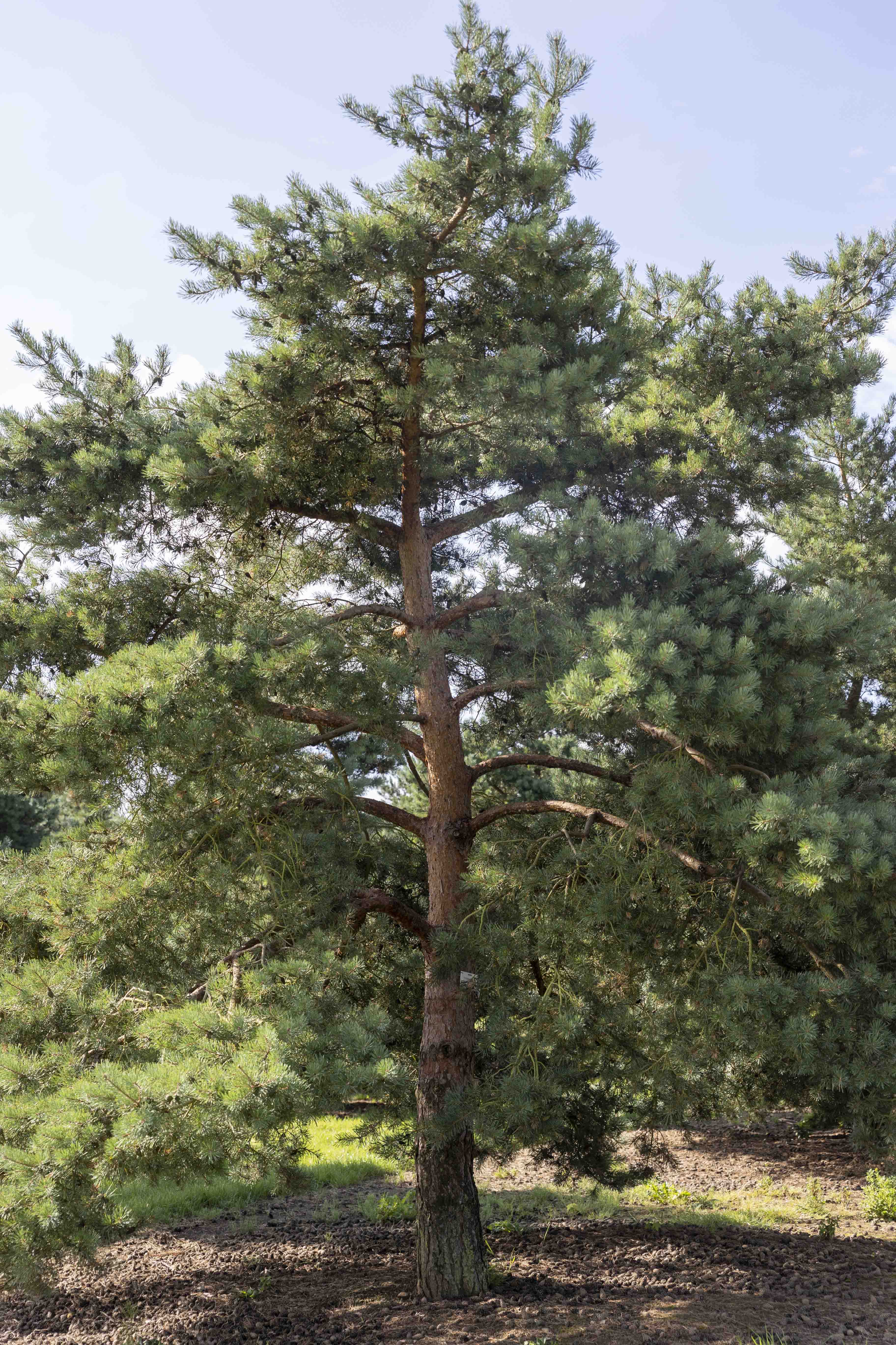 Pinus sylvestris 'Norske Typ' Unikat