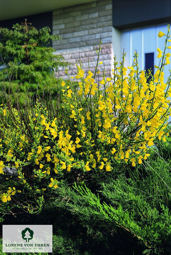 Cytisus scoparius 'Luna'