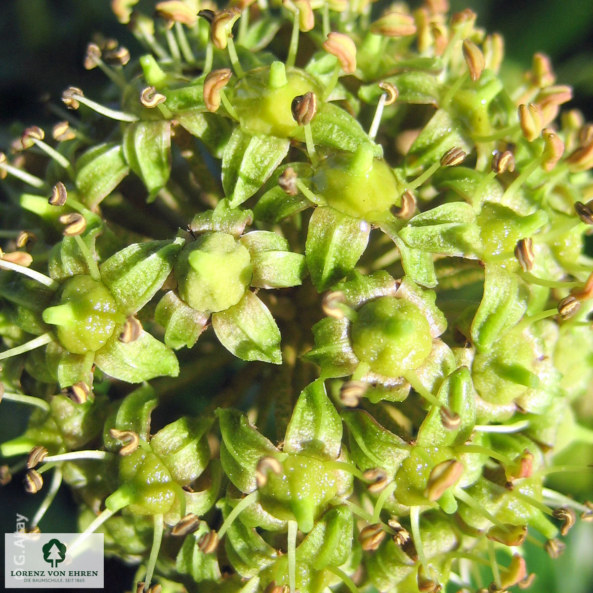 Hedera colchica 'Sulphur Heart'