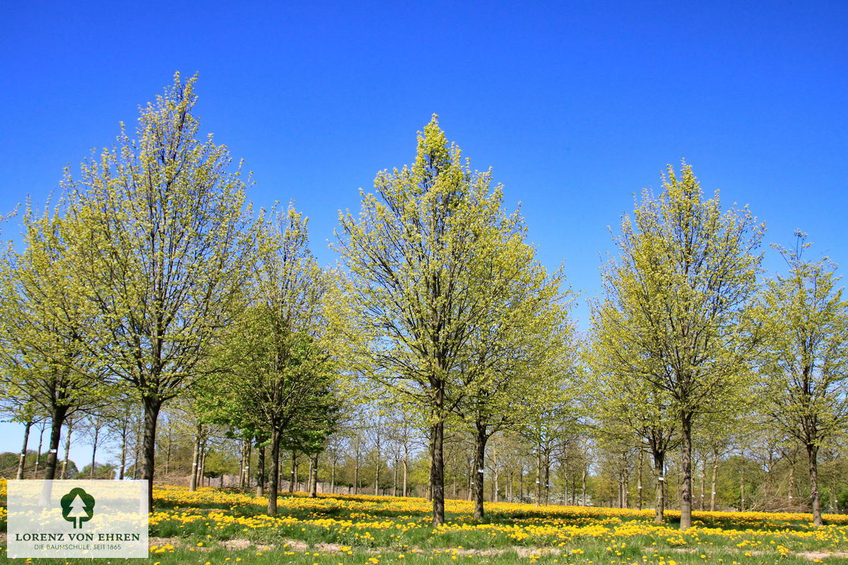 Tilia cordata 'Roelvo'