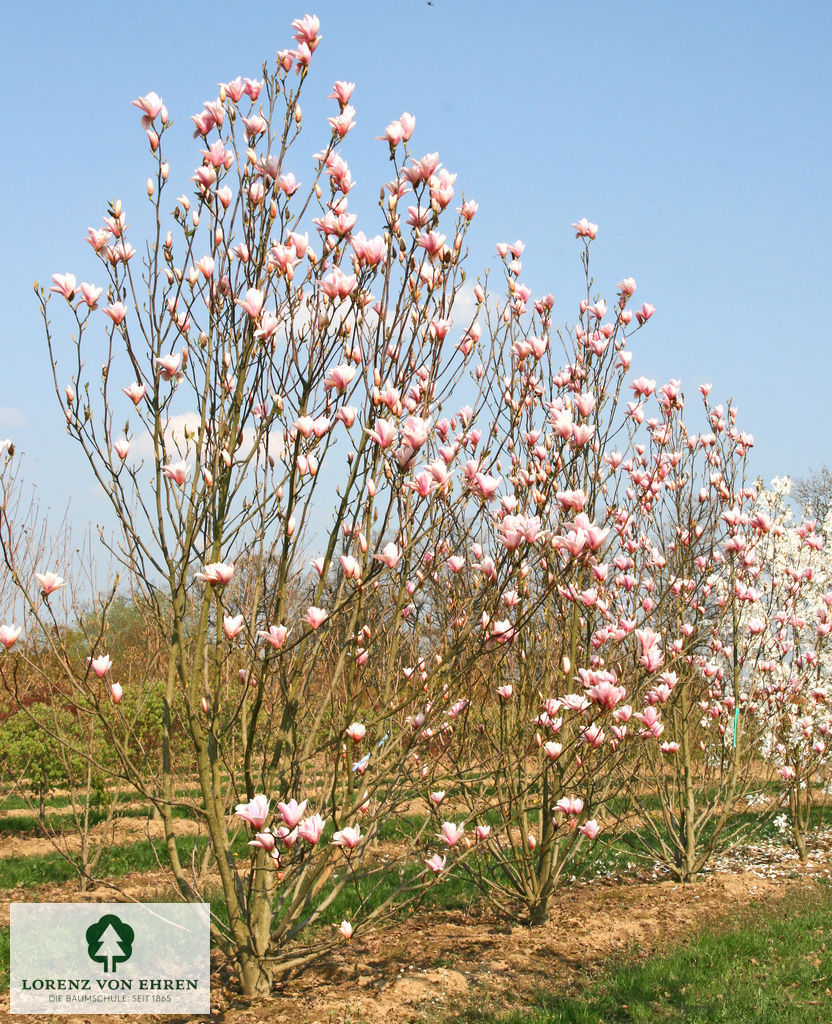 Magnolia soulangeana