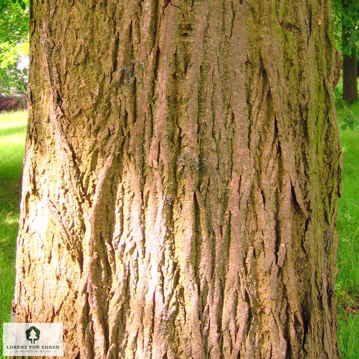 Pterocarya fraxinifolia