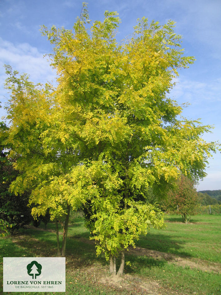 Robinia pseudoacacia 'Frisia'