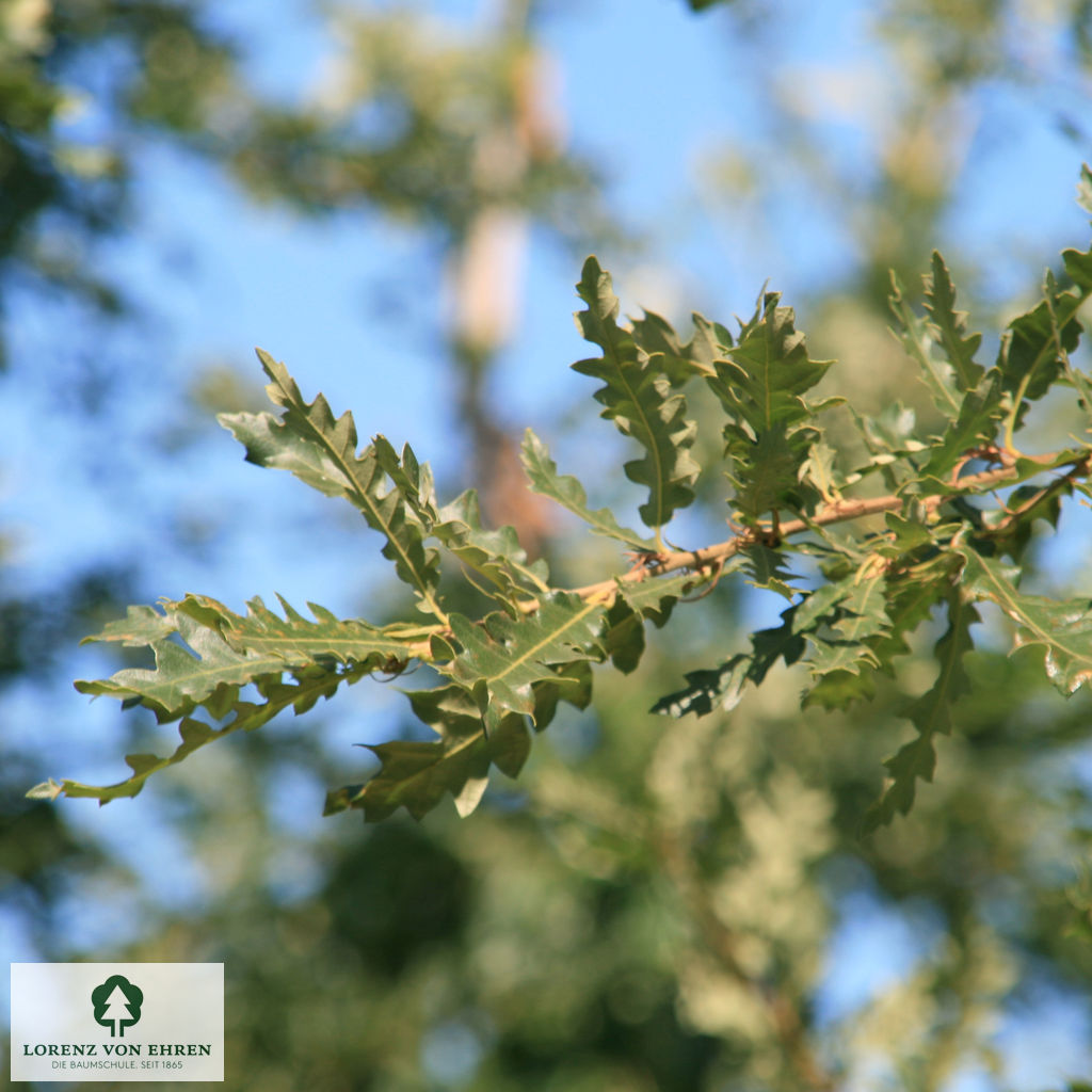 Quercus cerris