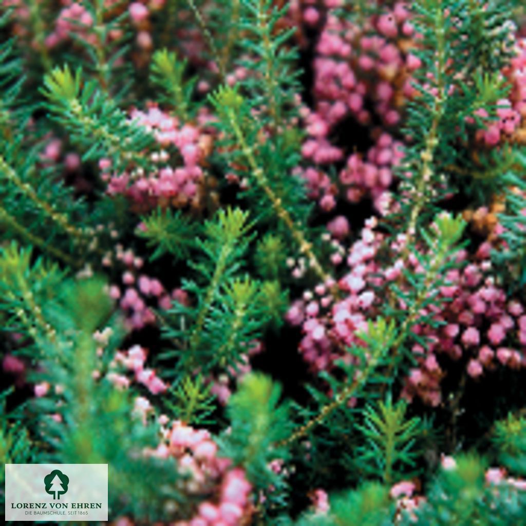 Erica vagans 'Mrs D.F. Maxwell'