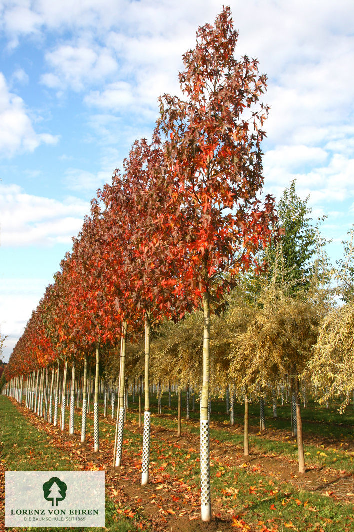 Liquidambar styraciflua 'Worplesdon'