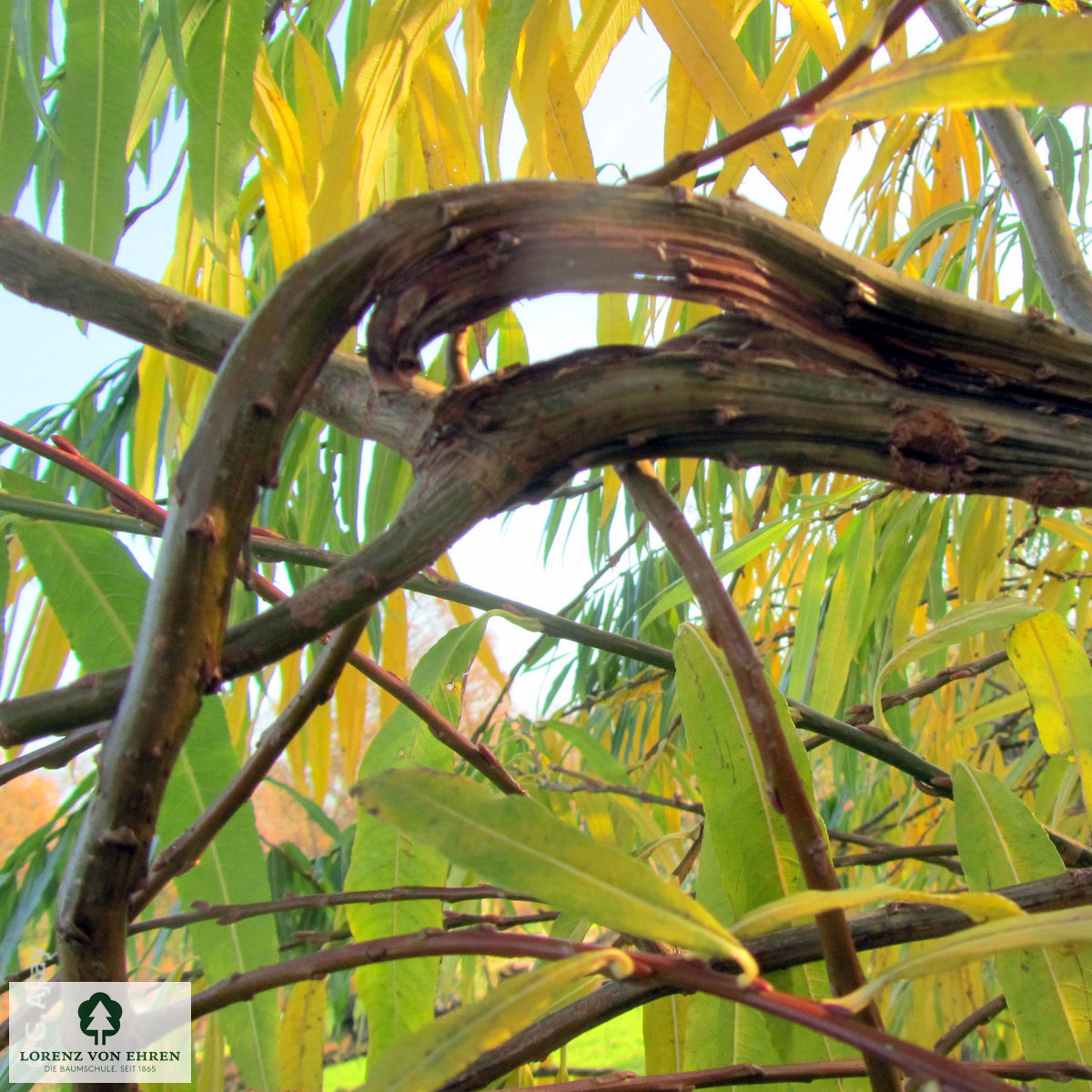 Salix sachalinensis 'Sekka'