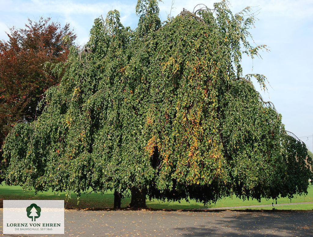 Fagus sylvatica 'Pendula'